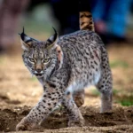 Conservation programs are reintroducing the Iberian lynx