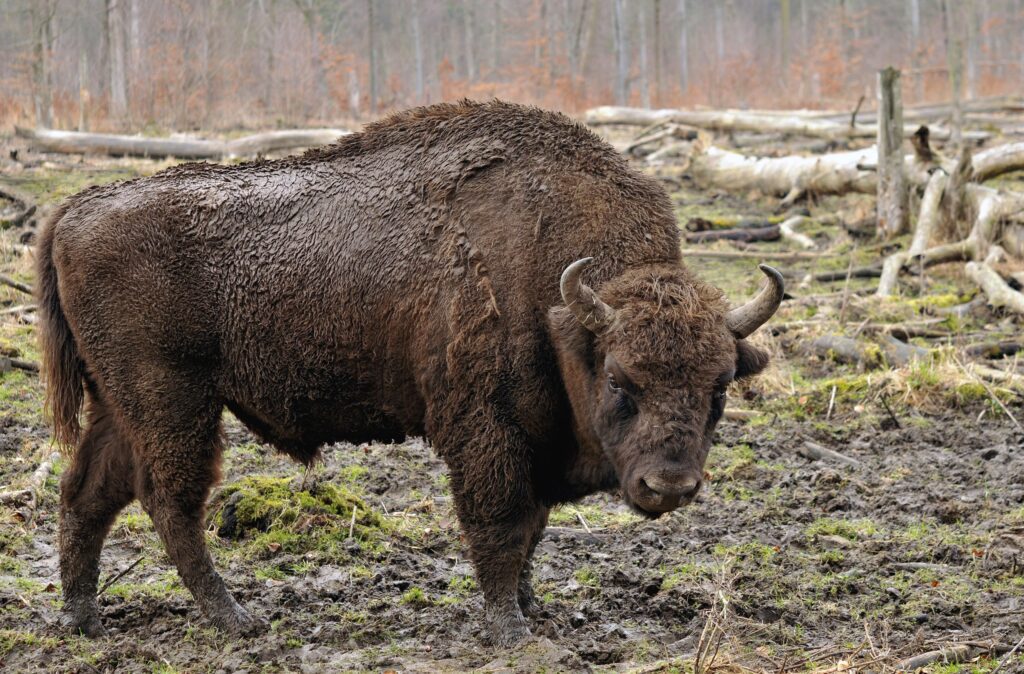 Conservation programs are reintroducing European Bison