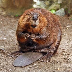 Conservation Programs Reintroduce Eurasian Beaver