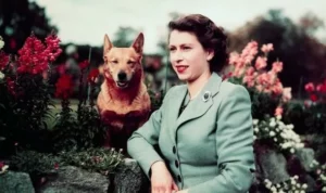 The Queen and her first Corgi, Susan